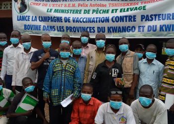 Kwango : lancement de la campagne de riposte contre la pasteurellose bovine