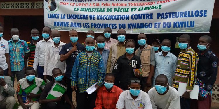 Kwango : lancement de la campagne de riposte contre la pasteurellose bovine
