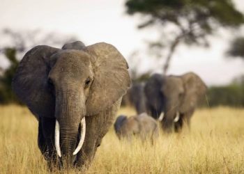 Environnement : des éléphants en divagation autour du parc de Virunga