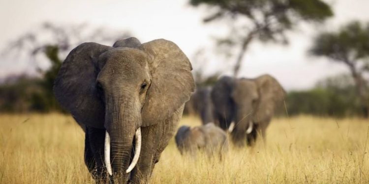 Environnement : des éléphants en divagation autour du parc de Virunga