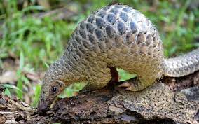 RDC/Environnement : rapatriement à Kinshasa de près de 700 Kg d&rsquo;écailles de pangolin en provenance de Brazzaville