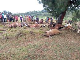 Maniema : la peste signalée en territoires de Kaïlo et Pangi