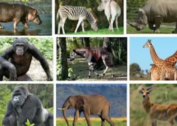 RDC : Cosma Wilungula, Léonard Muamba et Augustin Ngumbi frappés par les USA pour des faits de corruption